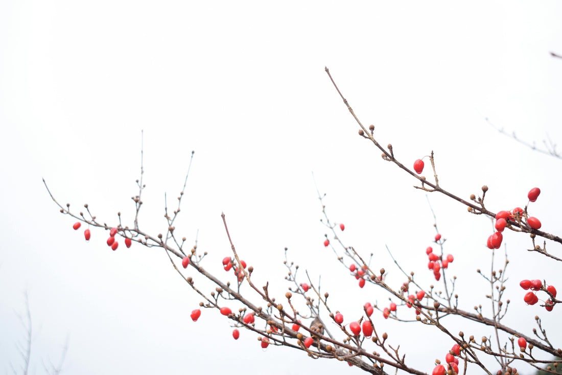Meet the "Red Diamond": Why Goji Berries Are the Ultimate Modern Superfood